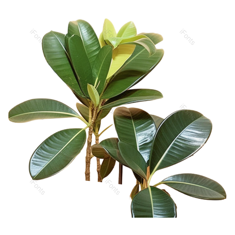 叶子图片,装饰元素,清新PNG,摄影免抠素材